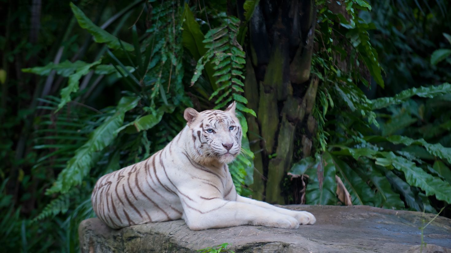 White tiger at Singapore Zoo.