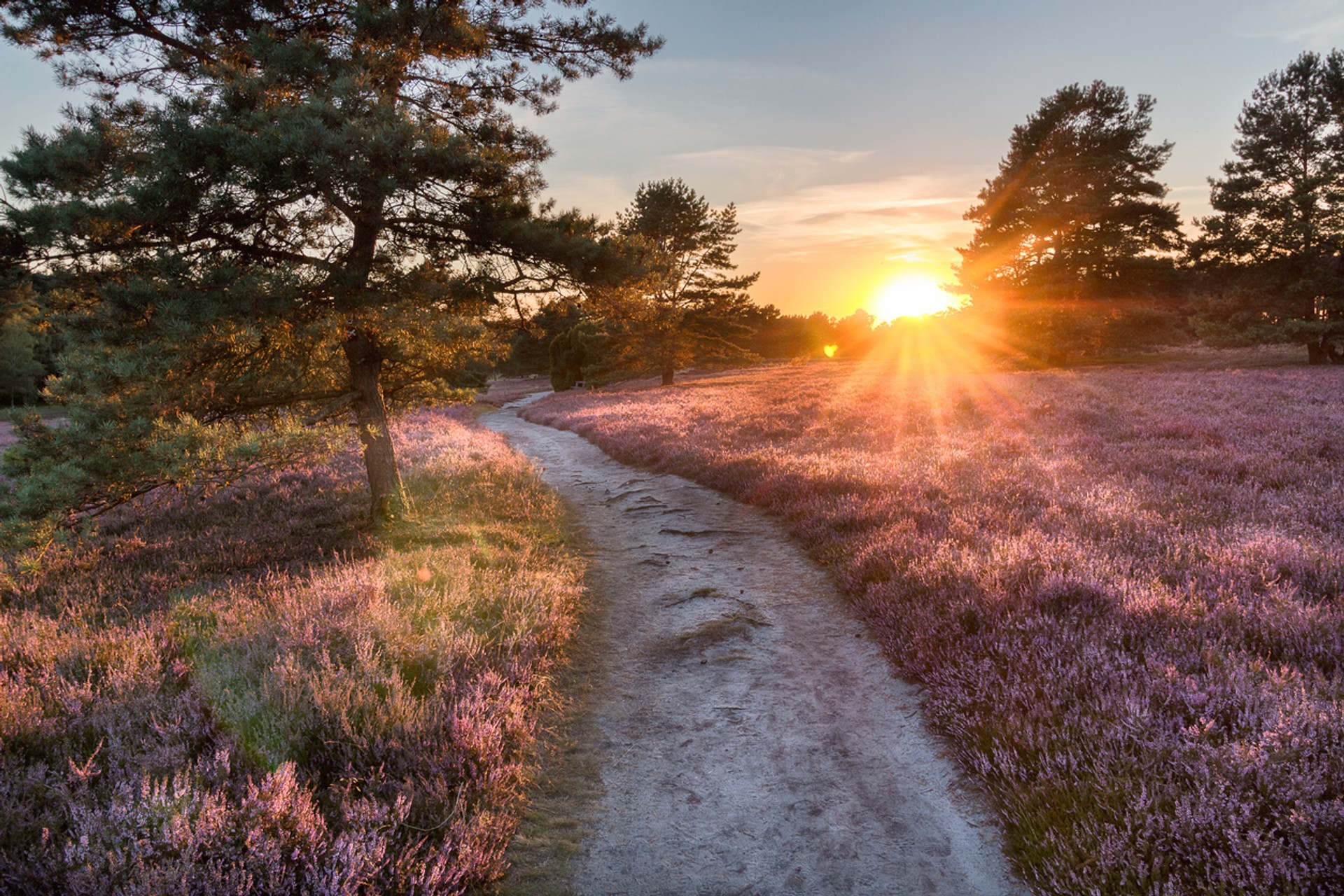 Heidschnuckenweg is called the most beautiful hiking trail in Germany