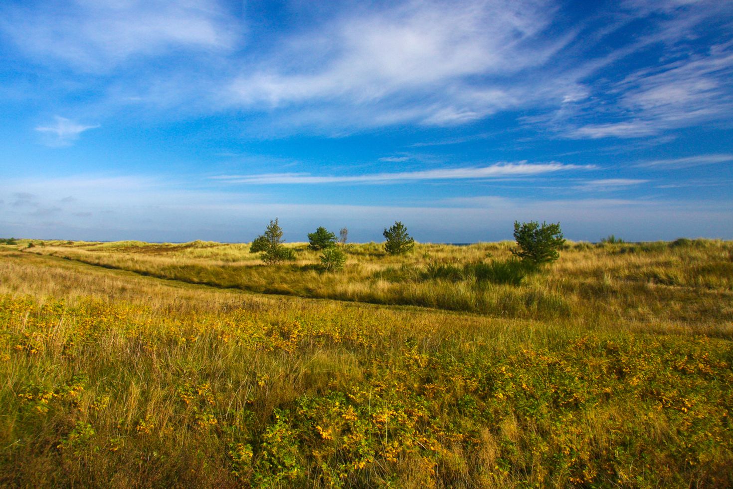 Heathlands on the Heidschnuckenweg hiking trail