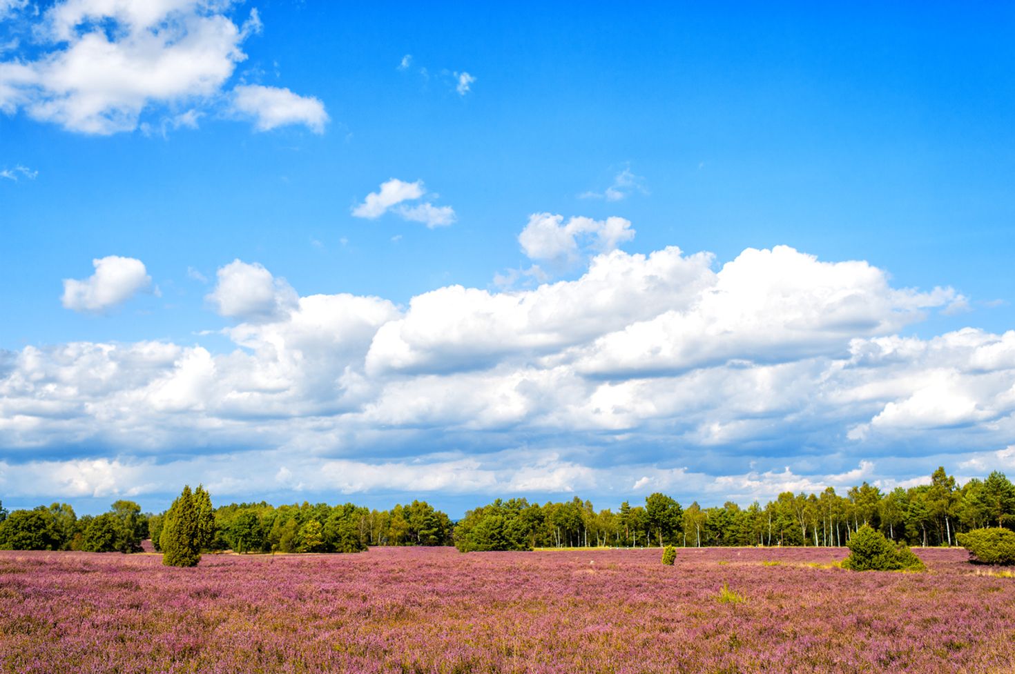 Heidschnuckenweg passes through the Luneberg Nature Reserve