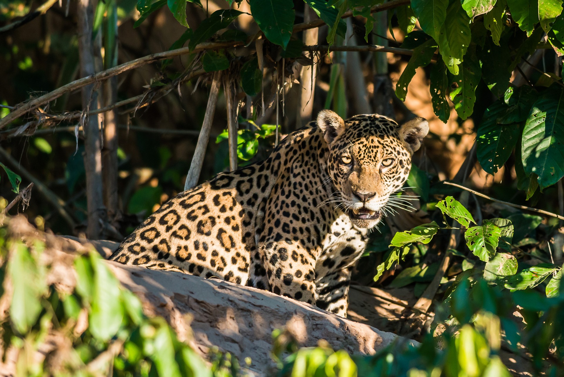 Puerto Maldonado is increasingly becoming popular due to its proximity to three of the pristine rainforests in the world There are three ways to get from Cusco to Puerto Maldonado
