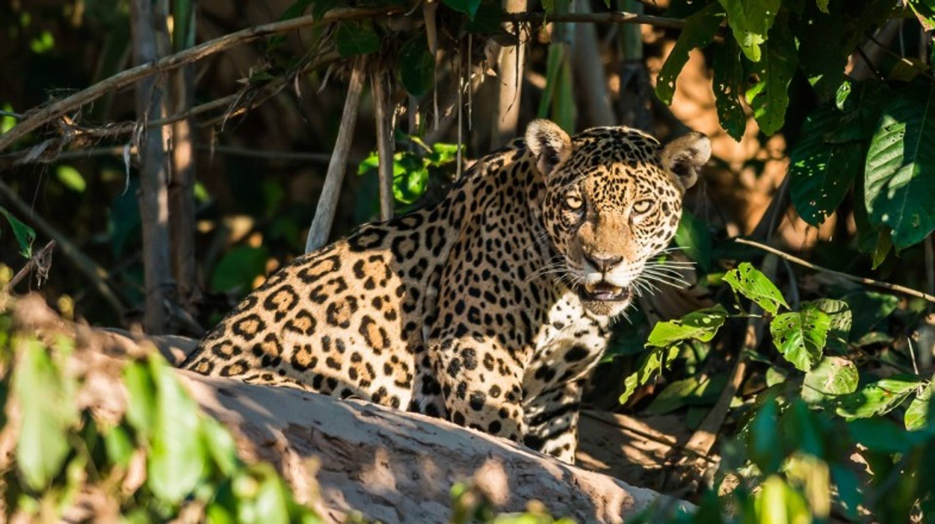 Best Ways to Travel From Cusco to Puerto Maldonado