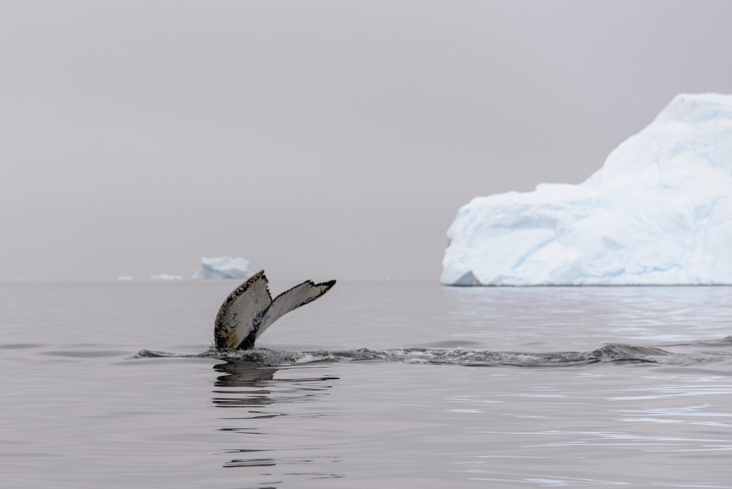 Antarctica in Spring