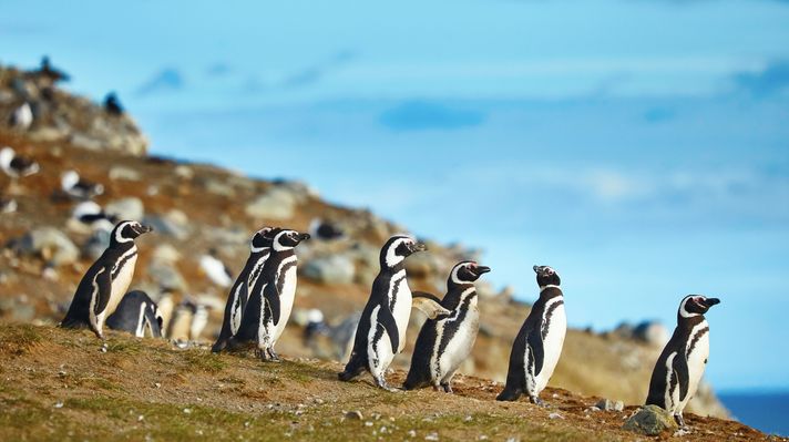 Penguins in Magdalena Island