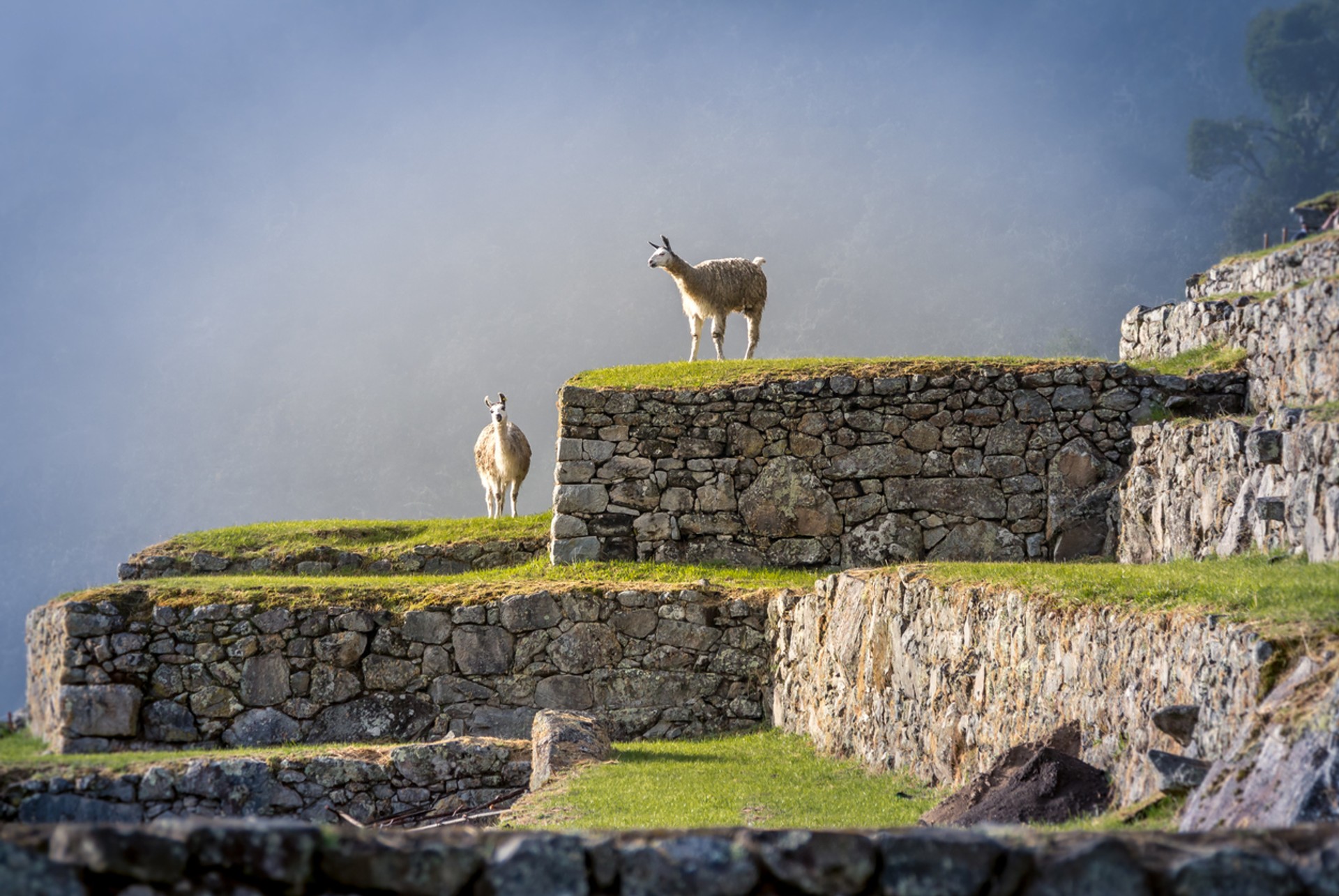 If you are short on time but want to trek to Machu Picchu, then the Huchuy Qosqo trail is perfect for you. Huchuy Qosqo trek is the shortest trail to Machu Picchu
