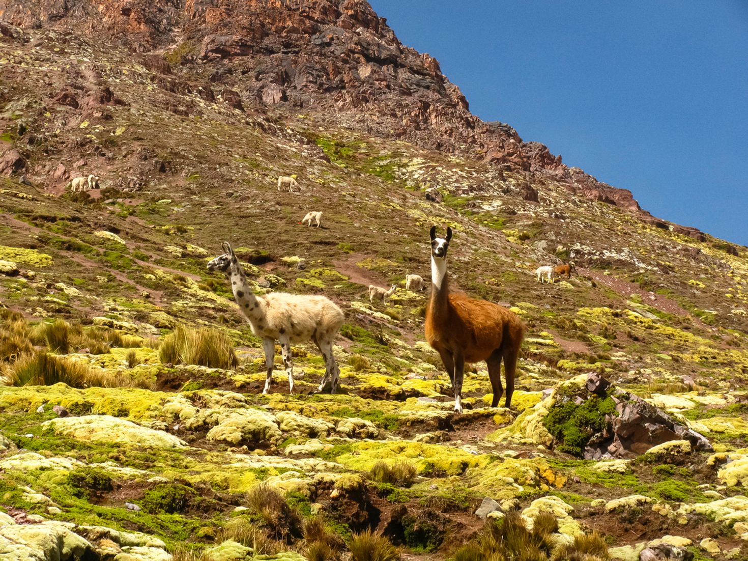 Llamas on the Ausangate trek