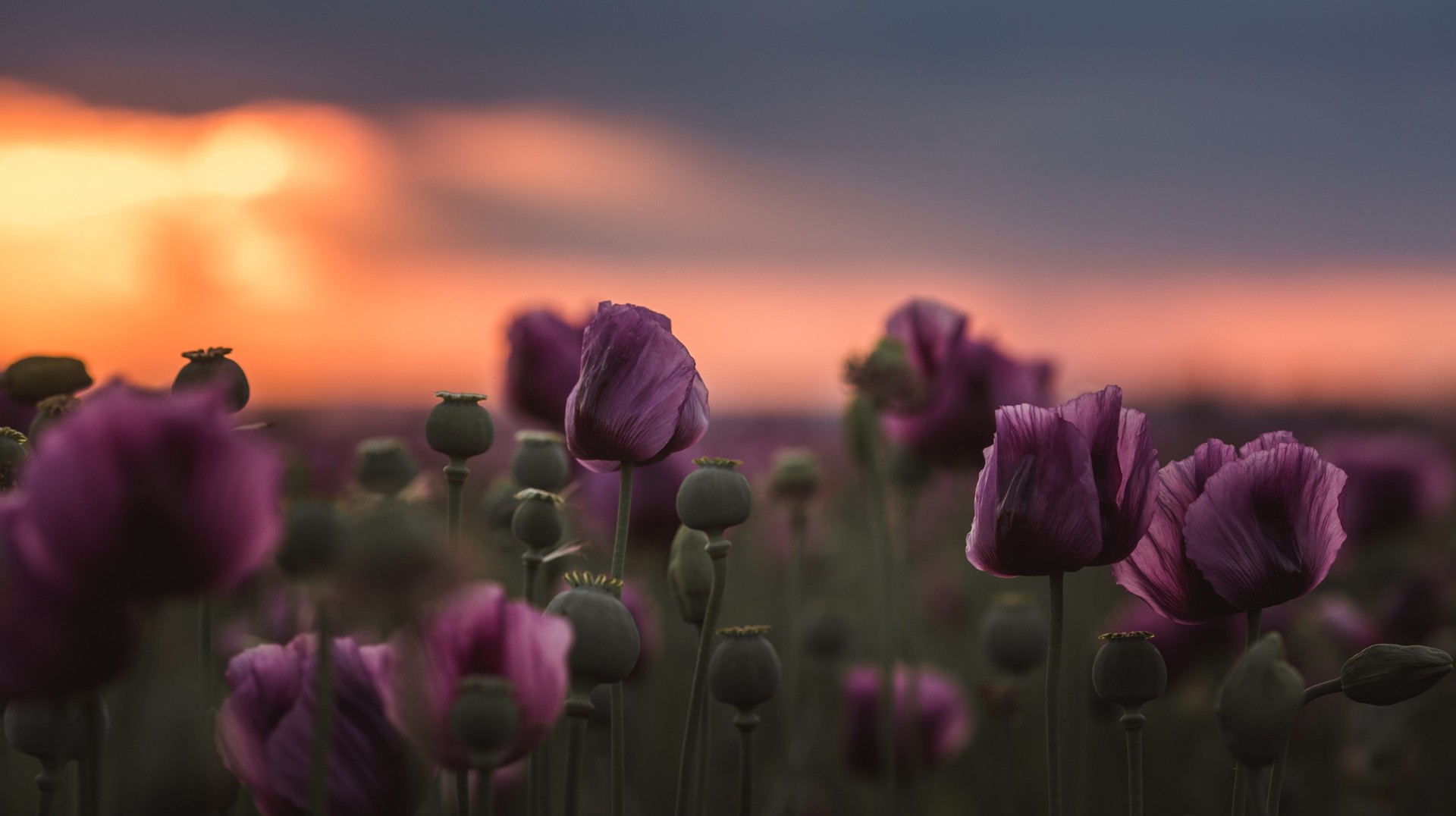 You will see beautiful flowers bloom in Hungary which turns the landscape into a wonderland. You can see Lilac Poppy flowers during sunset in Hungary in May.