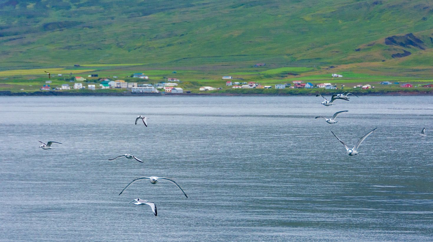 Arctic terns spotted in Iceland's Puffin Island in August.