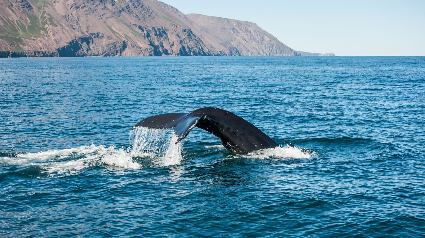 Humpback whale spotted in Husavik, Iceland.