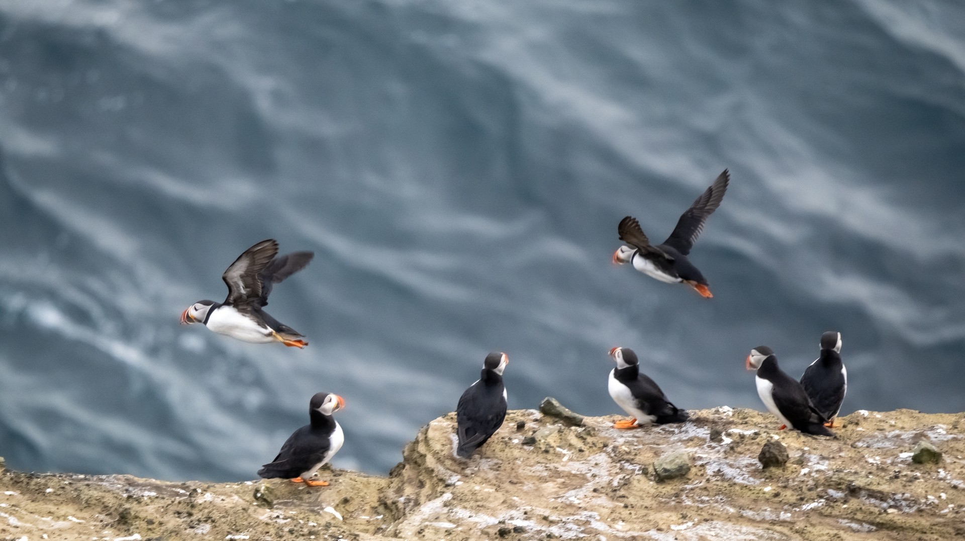 Highlight of Iceland in July: puffins gathered in the Westman Islands for the breeding season. Puffins spotted in the Westman Islands during a trip to Iceland in July.