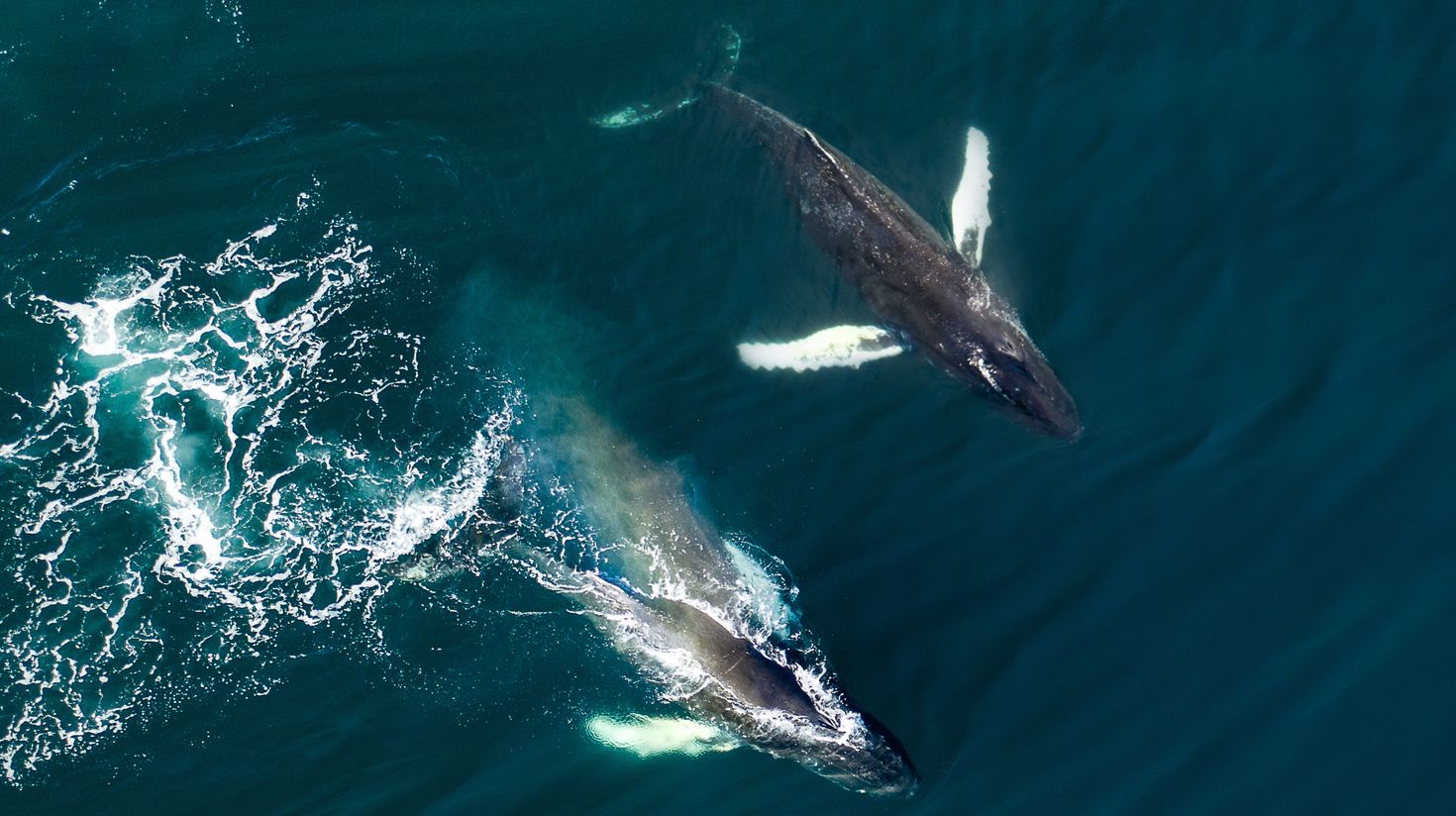 Humpback whales spotted during peak whale watching season in Iceland.