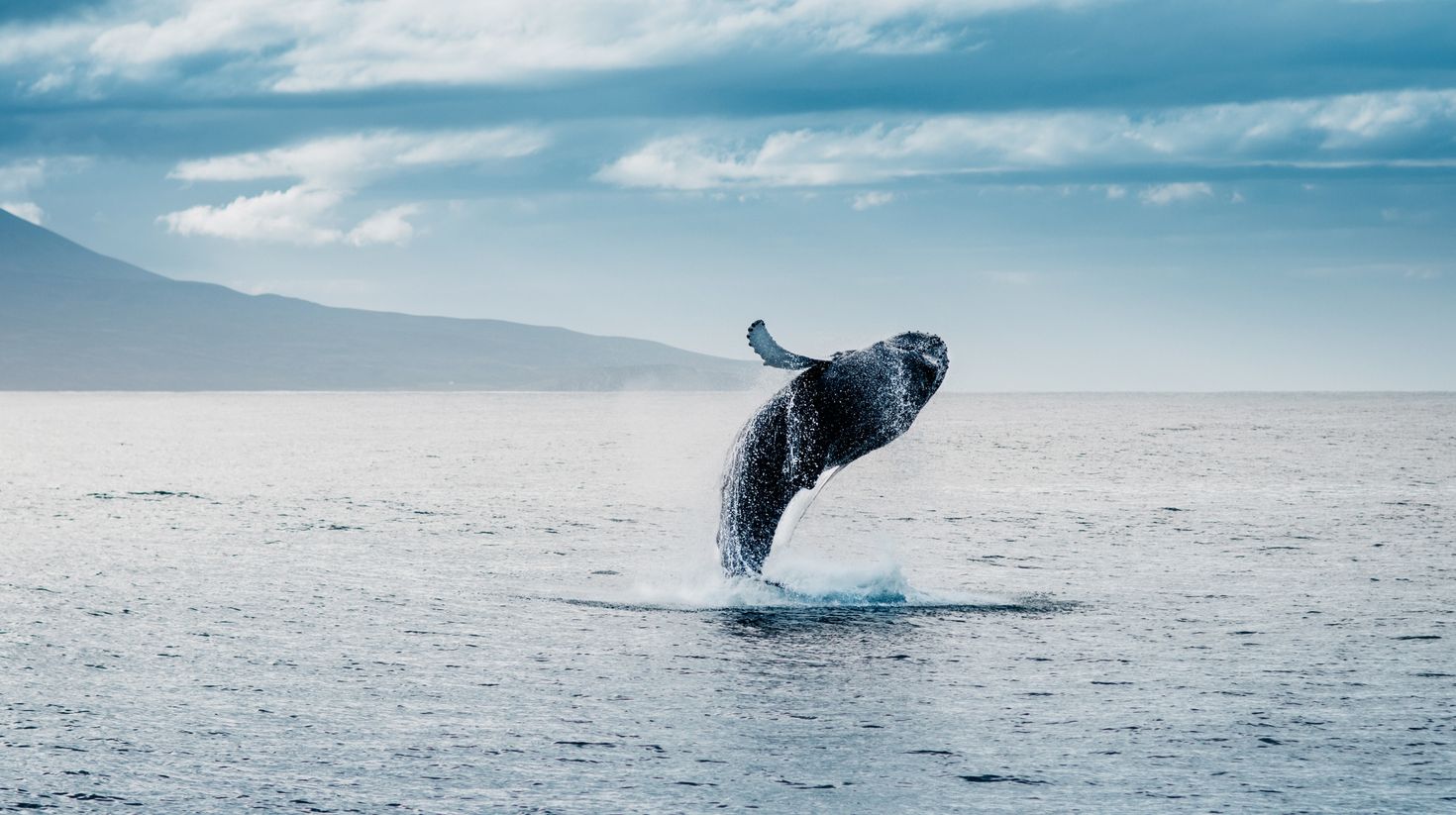 humpback whale jump during whale watching in Iceland