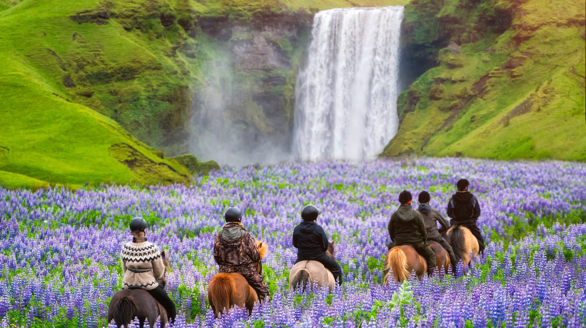 Go horseback riding near Skogafoss waterfall, where the rolling hills are covered in springtime lupine flower blooms. People riding horses amidst spring blooms on their trip to Iceland in May.