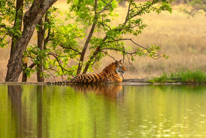 A tiger resting by a pond in Ranthambore National Park.