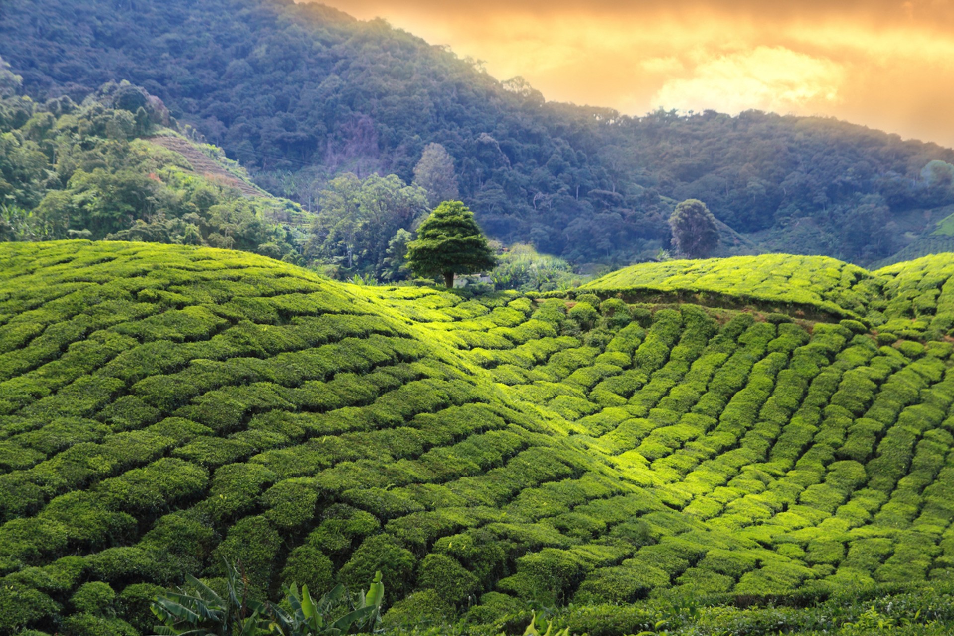 If you're traveling to the north western side of India during August, make sure that you visit the serene tea plantation farm and get yourself some amazing tea View of tea plantation farm in India during August