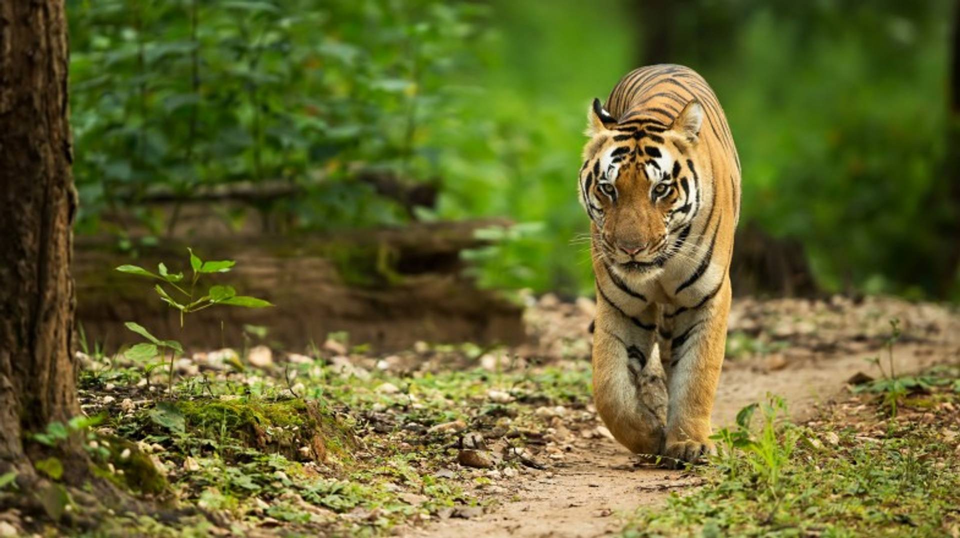India in February: All You Need to Know