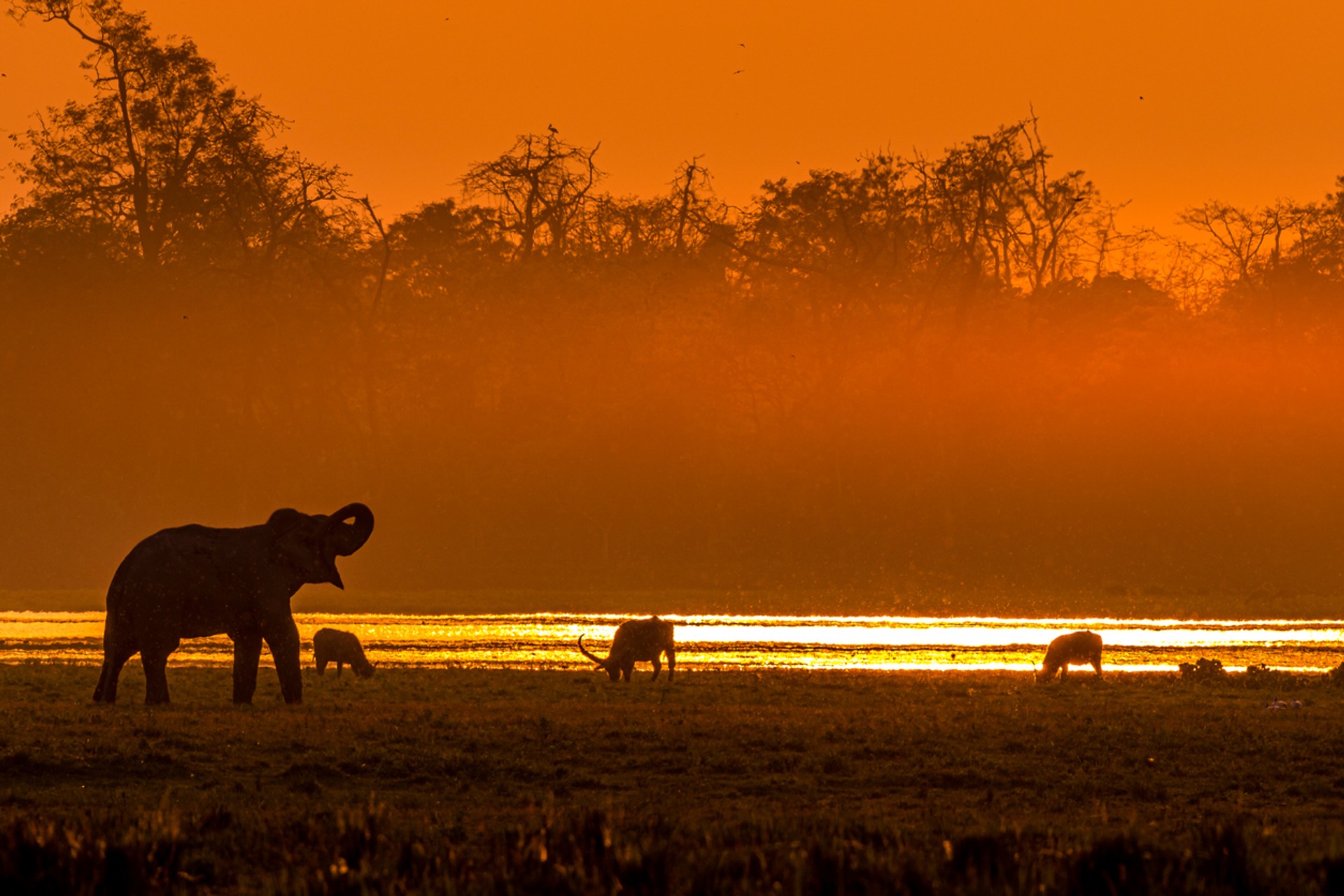 Experience the array of wildlife in Kaziranga National Park on your tour to India in June View of different wildlife silhouettes in Kaziranga National Park, India