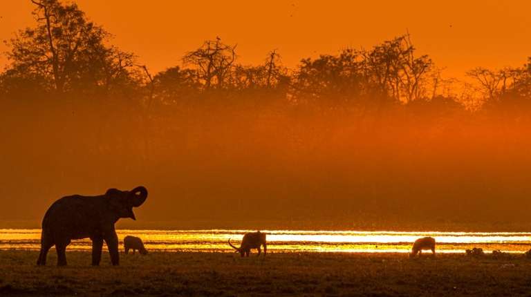 View of different wildlife silhouettes in Kaziranga National Park, India