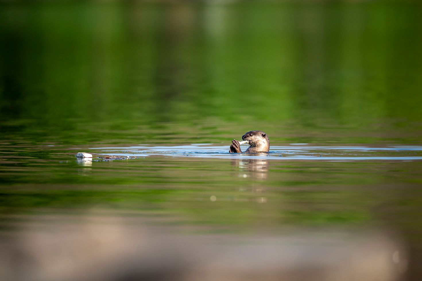 Smooth coated otter eating fish in Jim Corbett National Park, India
