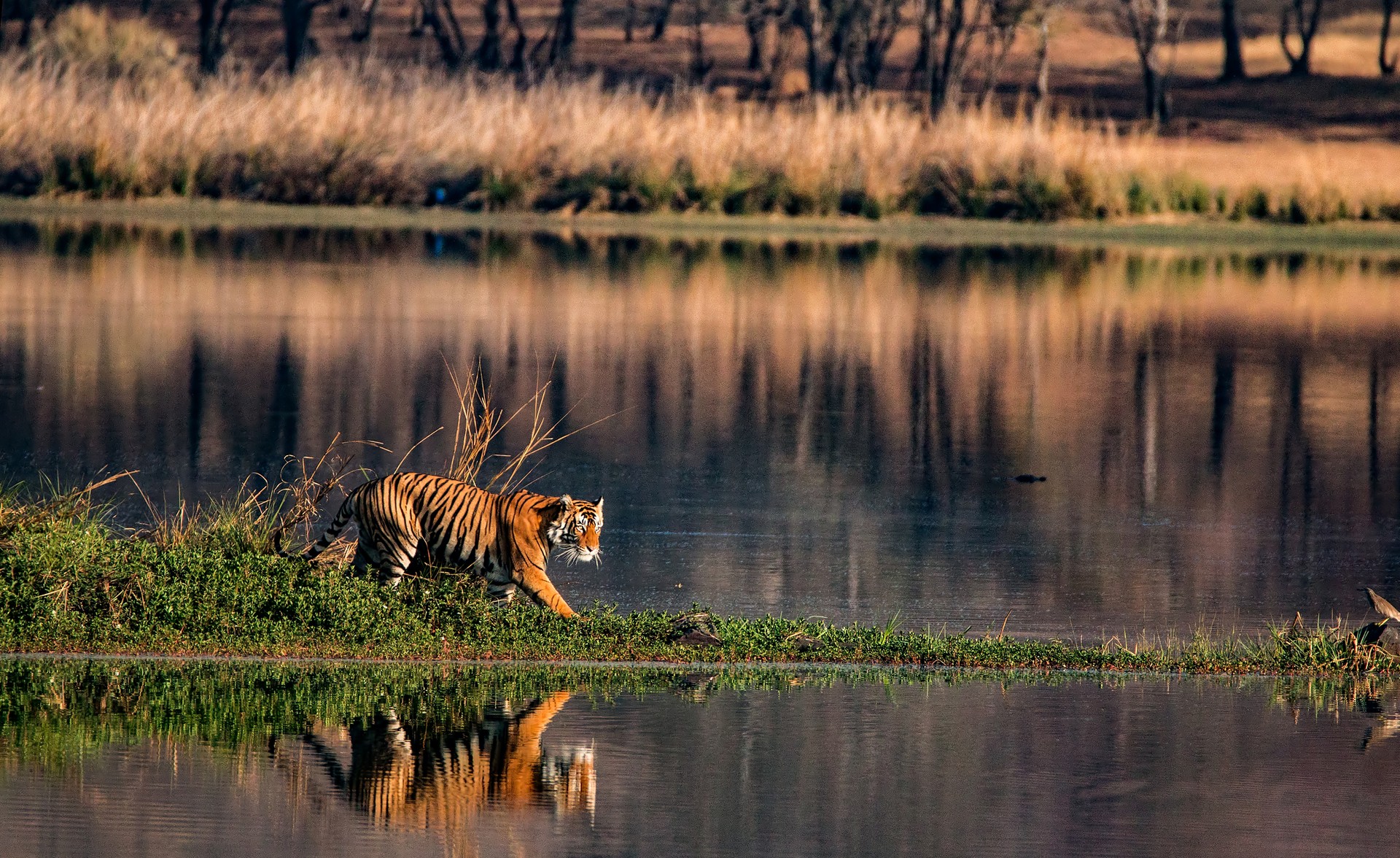 If you love wildlife, don't miss a chance to meet the Bengal tiger in India during November. A Majestic Bengal Tiger in India in November
