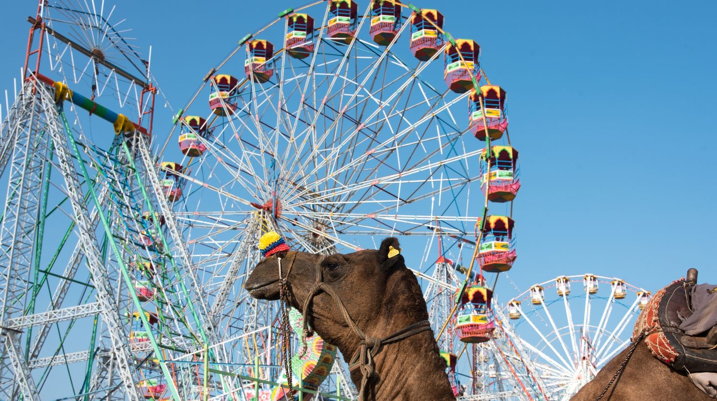 The Pushkar Camel Fair in Rajasthan