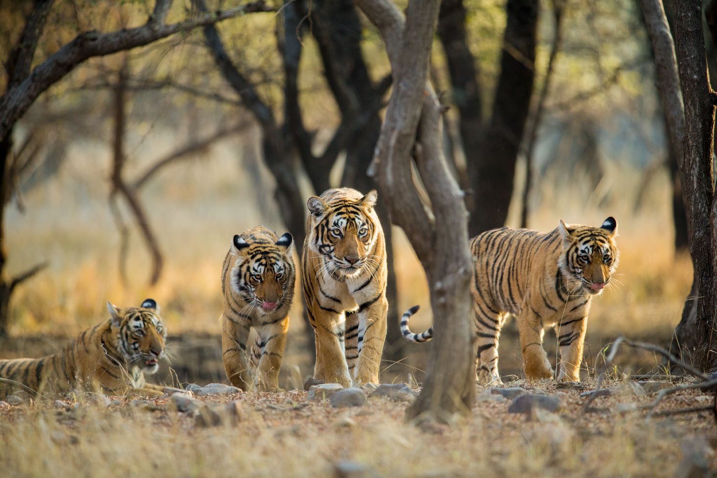 Four Royal Bengal tigers in the forest