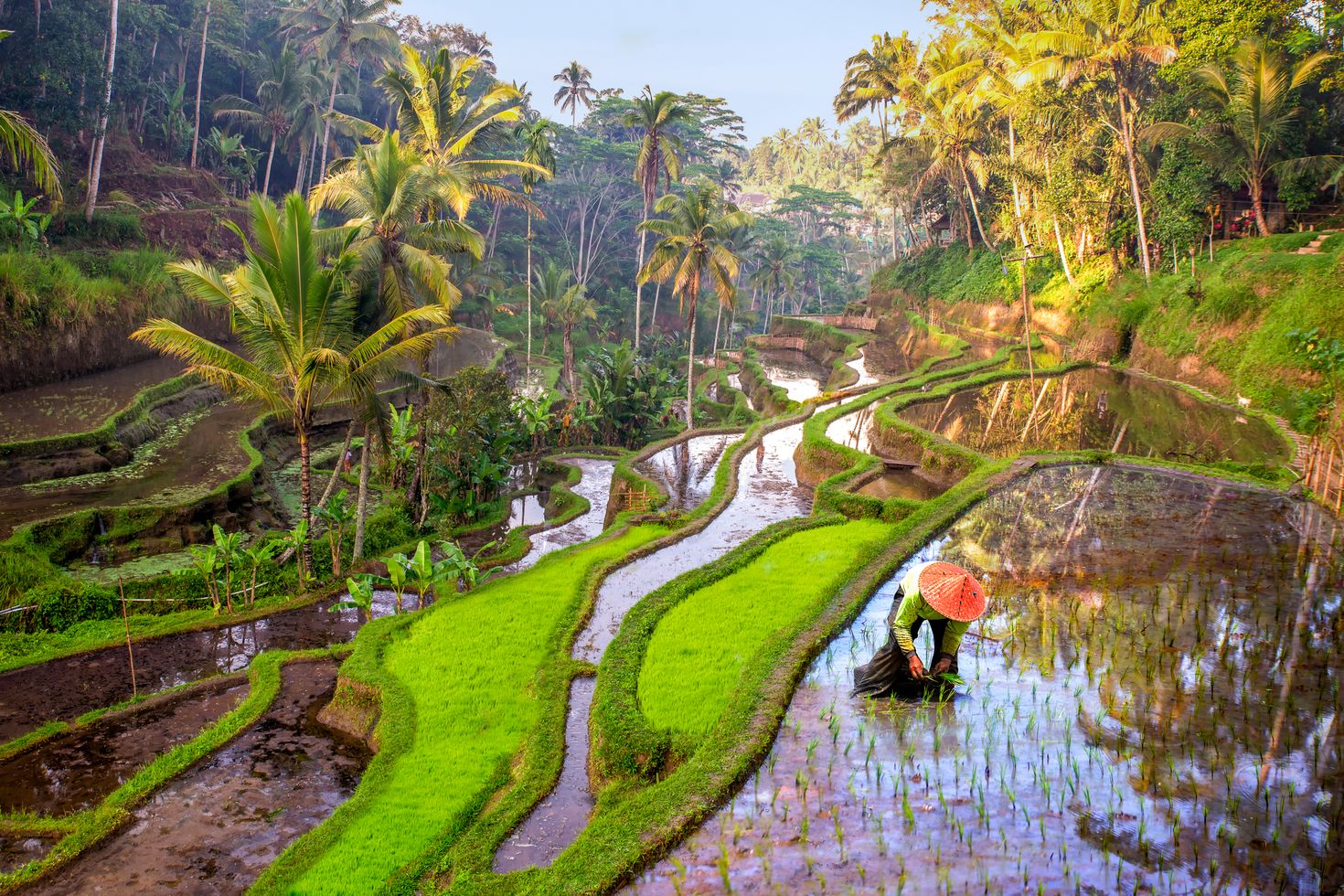 Rice paddy fields in Indonesia in January