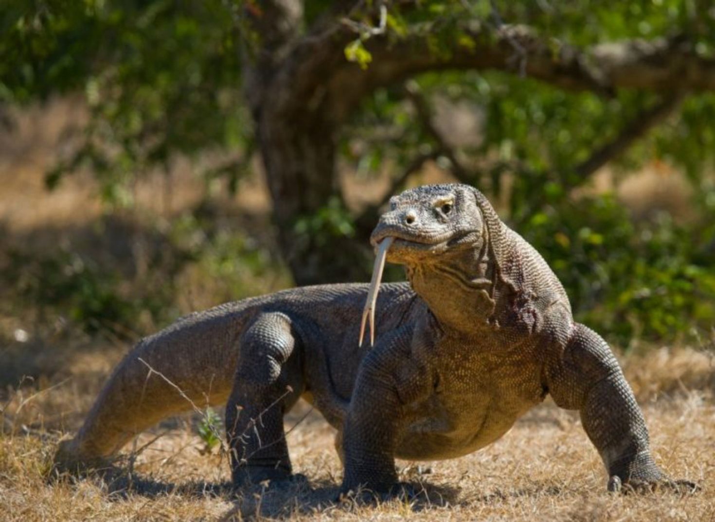 Picture of a Komodo dragon in Komodo Island, Indonesia in May