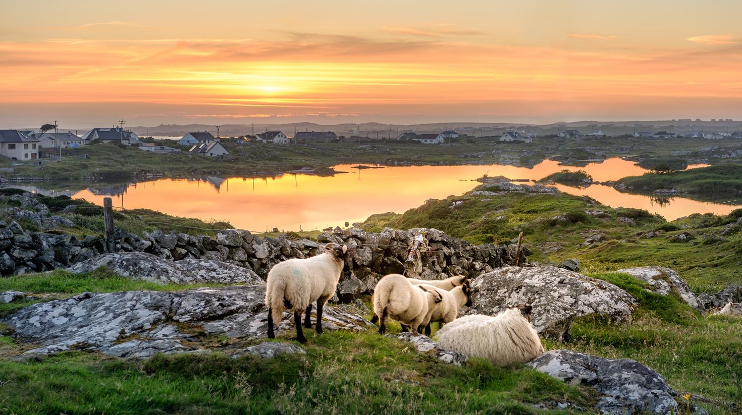 Sheep at sunset in Ireland