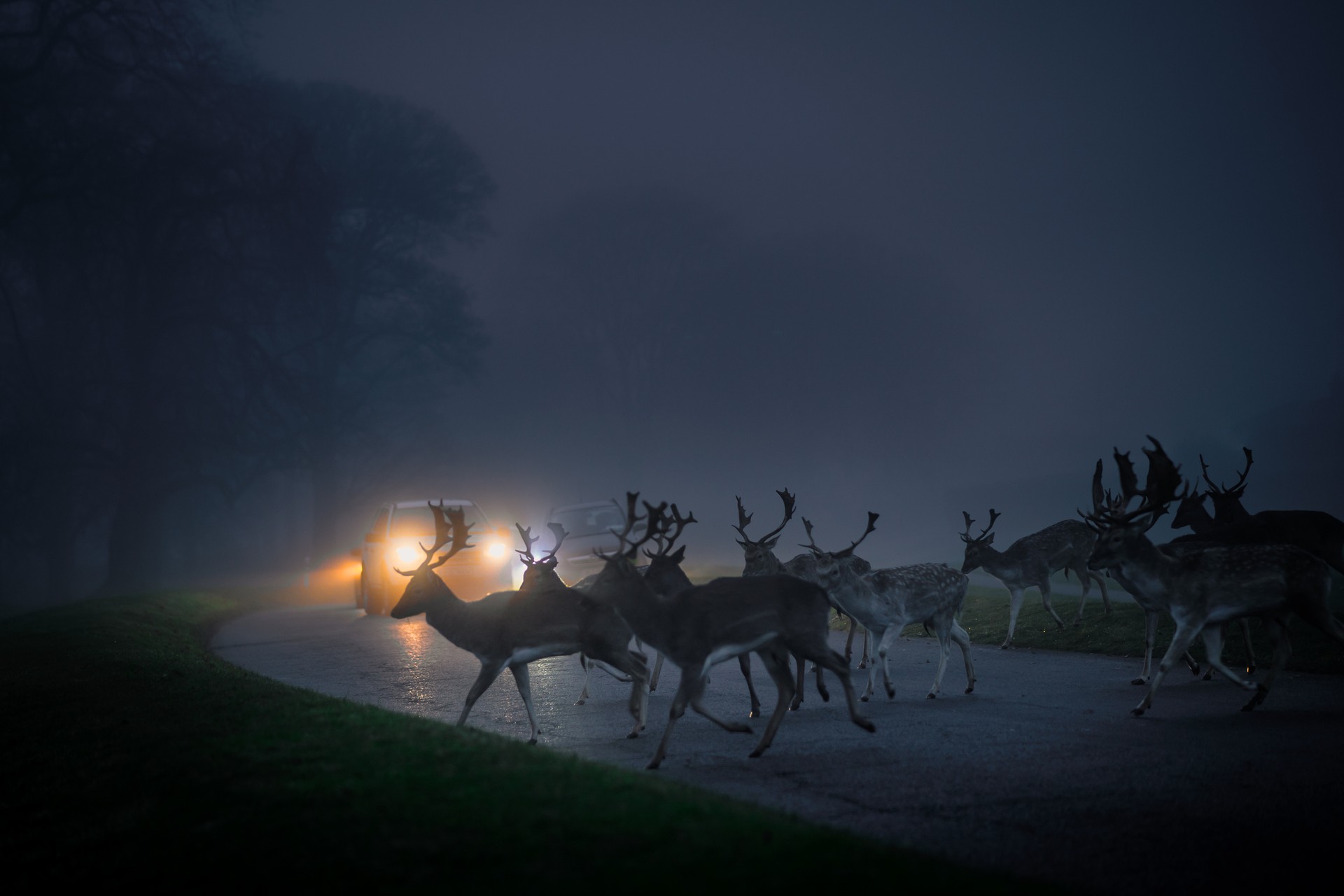 If you're driving around different hiking destinations in Ireland during December, you just might encounter a herd of reindeers. Herd of fallow deer crossing a road, in the headlights of distant cars in Ireland in December.