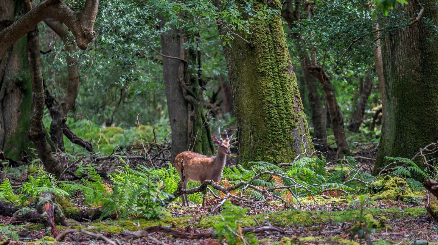 Deer spotted in Killarney National Park, Ireland, in summer.