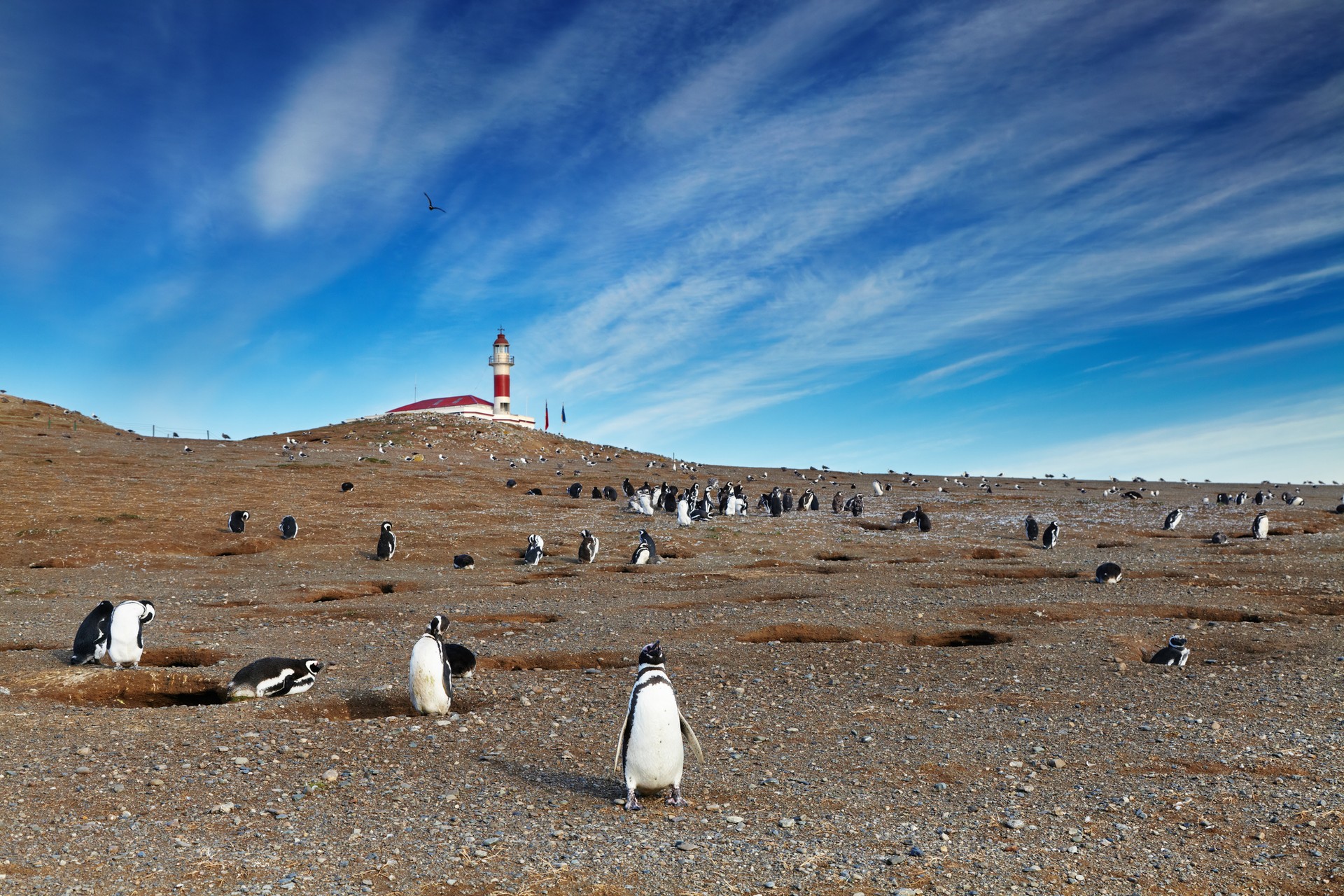 Located in the Strait of Magellan, Isla Magdalena is an island featuring a lighthouse which is also a museum, and colonies of hundreds of thousands of penguins.