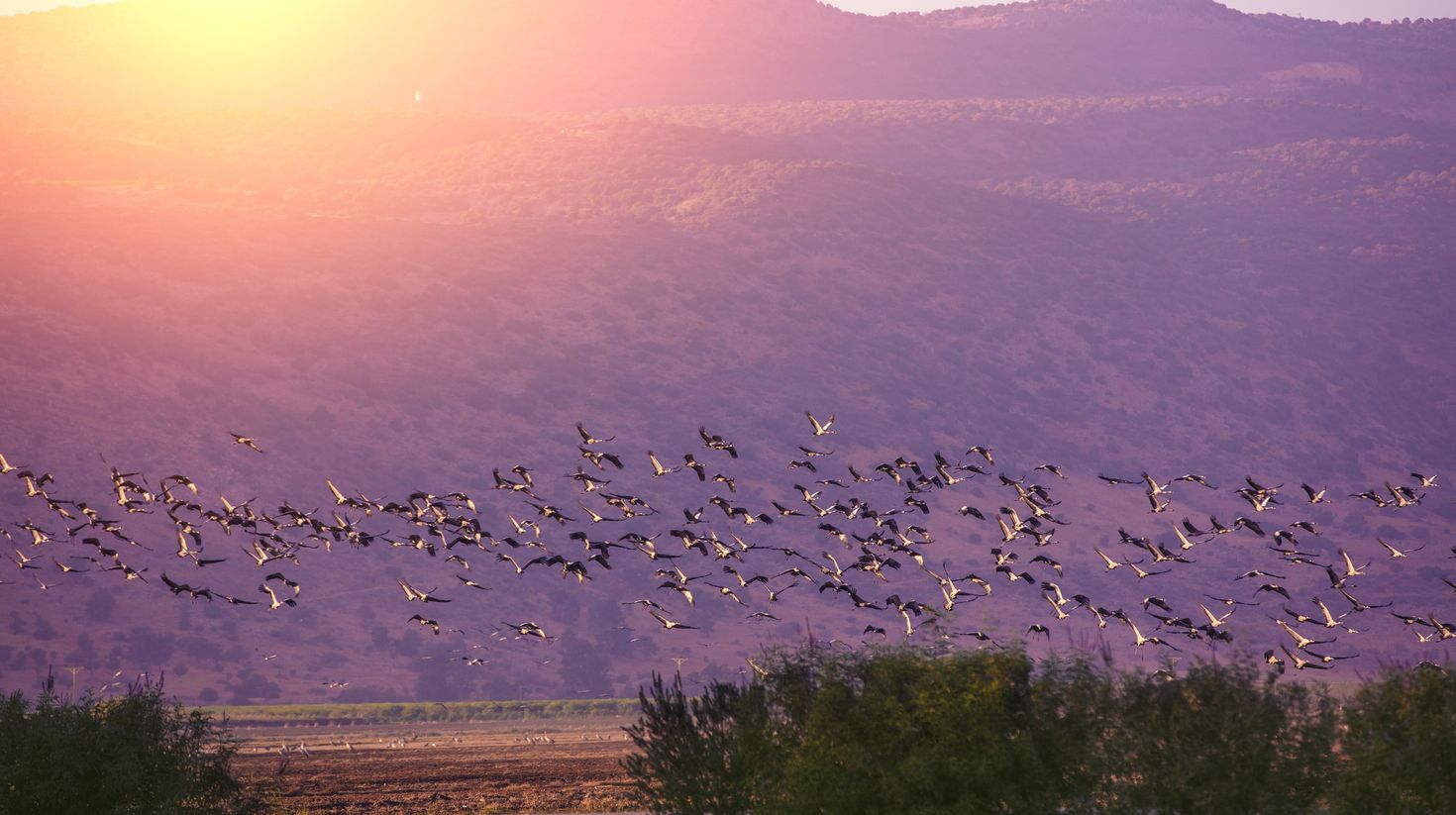 Hundreds of bird migrating during Spring in Hula Valley.