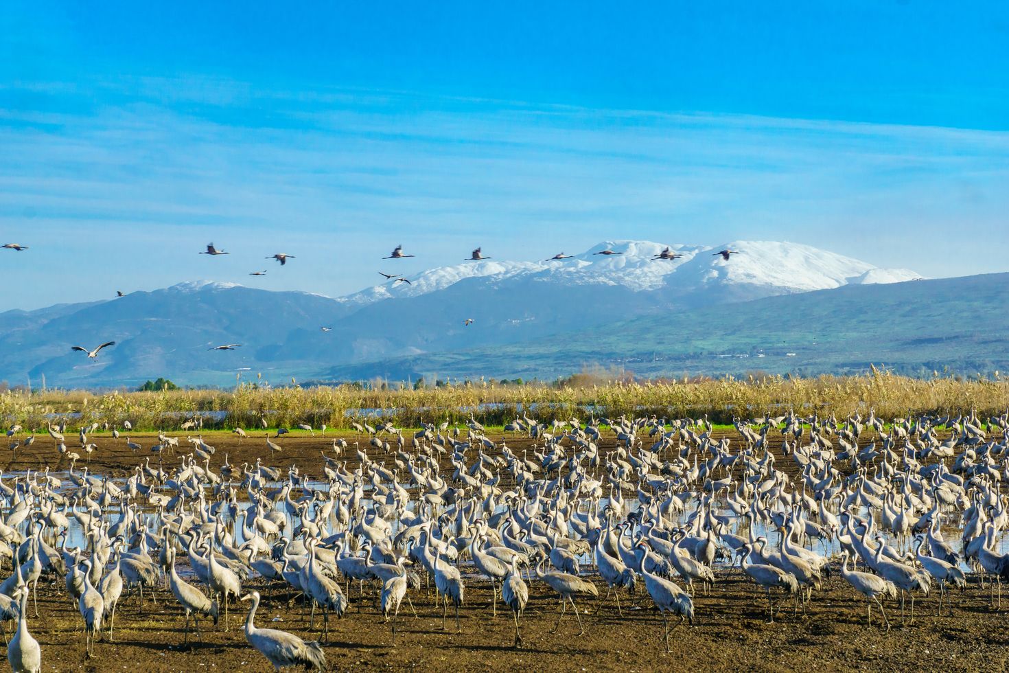 Crane birds migrating in the Hula Valley of Northern Israel.