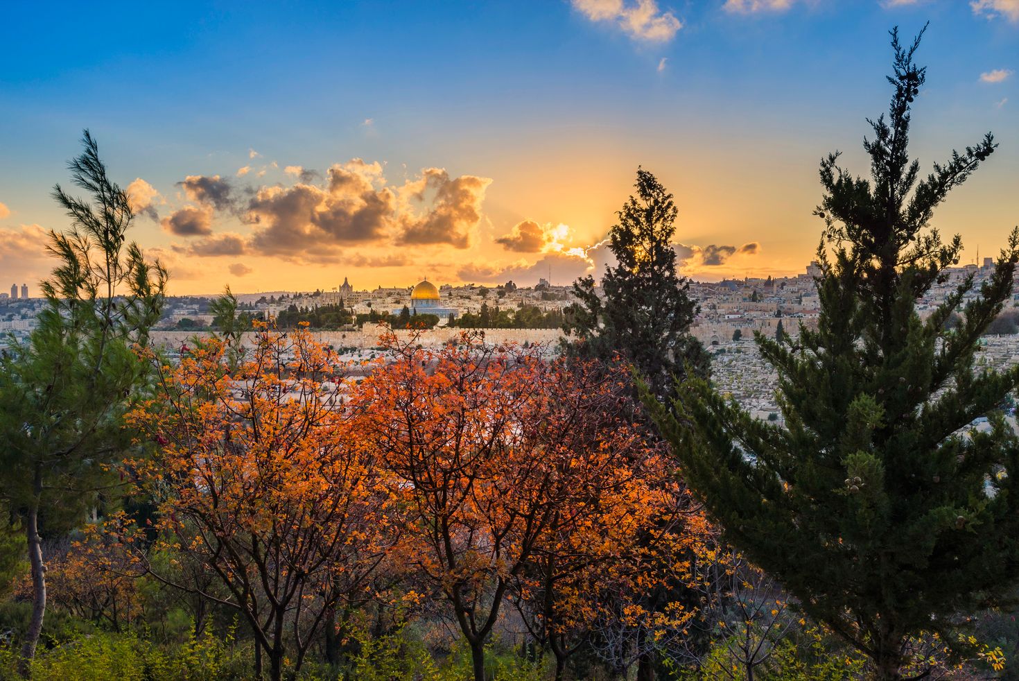 The view of fall trees on the Mount of Olives in the sunset, Jerusalem.