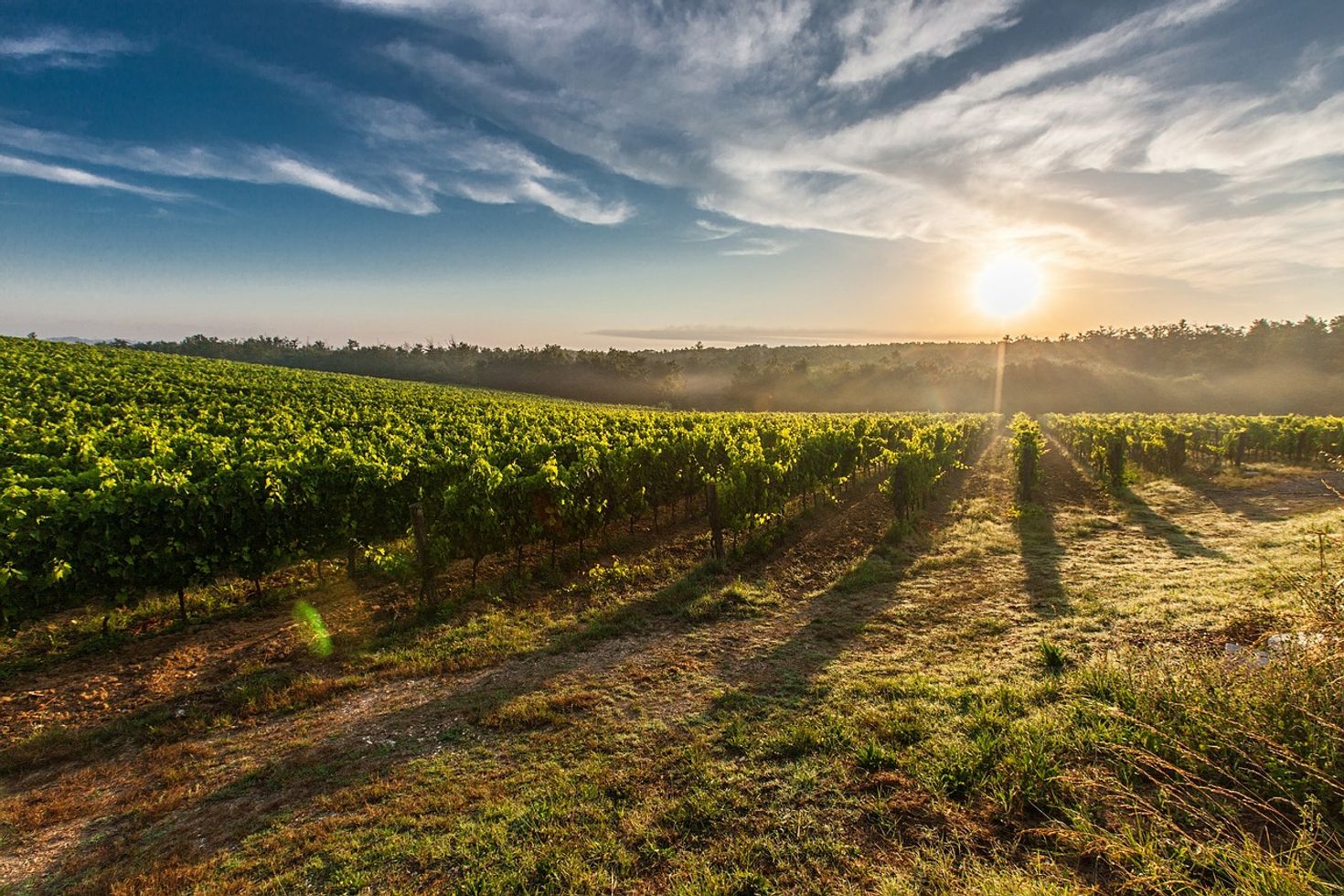 Best wineries in Tuscany comes from this far stretched vineyards