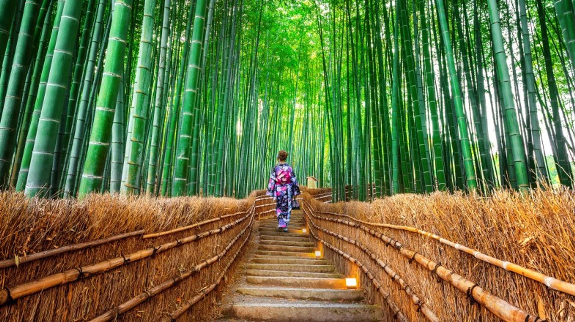 Japan in 21 Days: 3 Recommended 21-day Itineraries to Japan