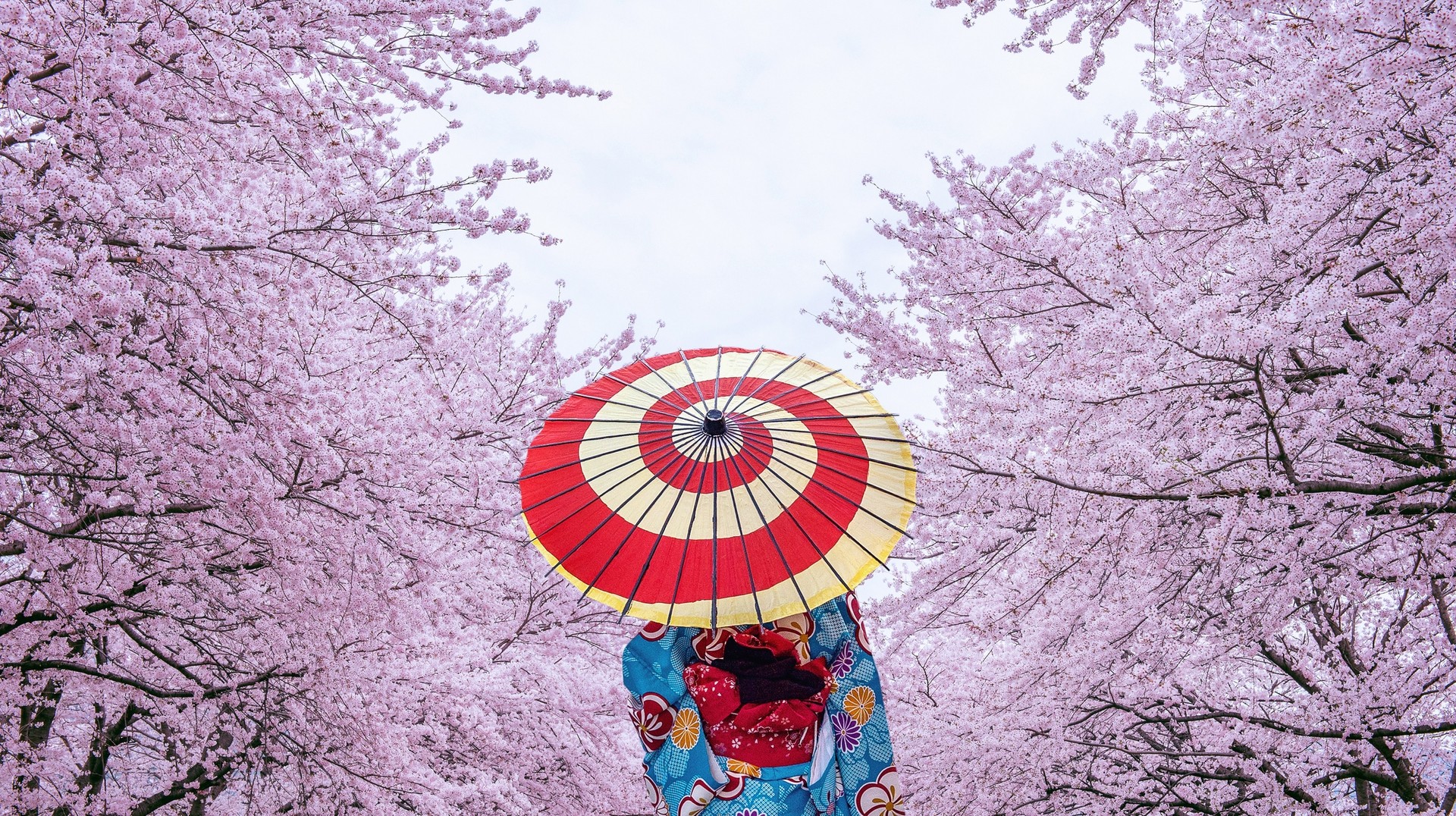 Cherry blossoms signify the arrival of spring in Japan. Woman wearing traditional kimono around cherry blossoms in Japan in April.