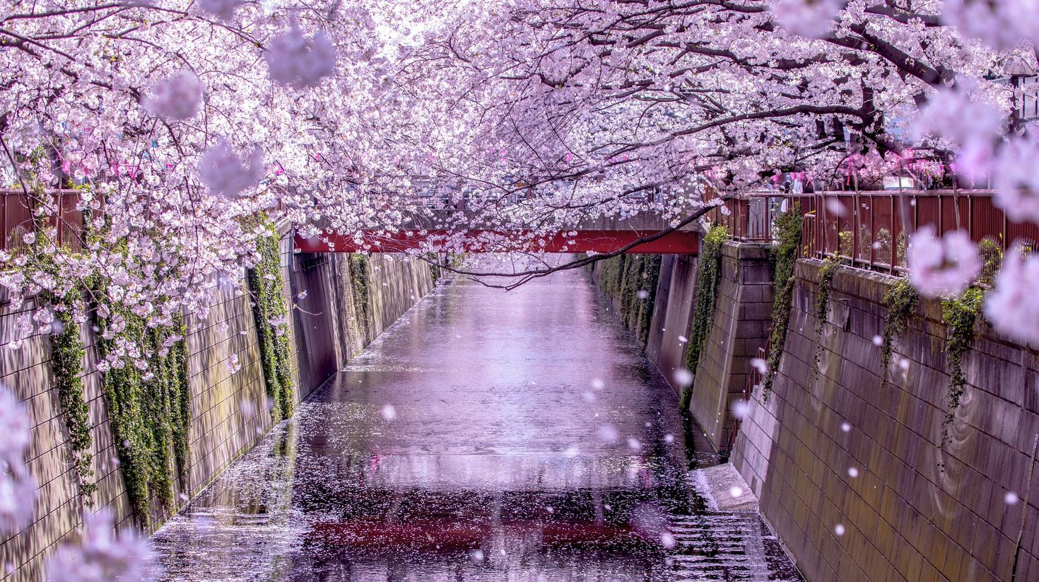 Cherry blossom rows along the Meguro river in Tokyo, Japan