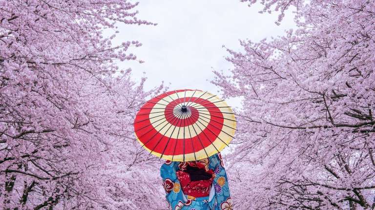 Woman wearing traditional kimono around cherry blossoms in Japan in April.