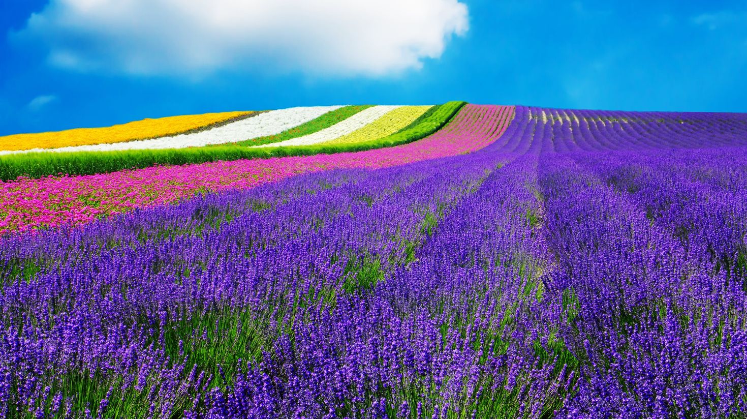 Lavender flower field in Hokkaido