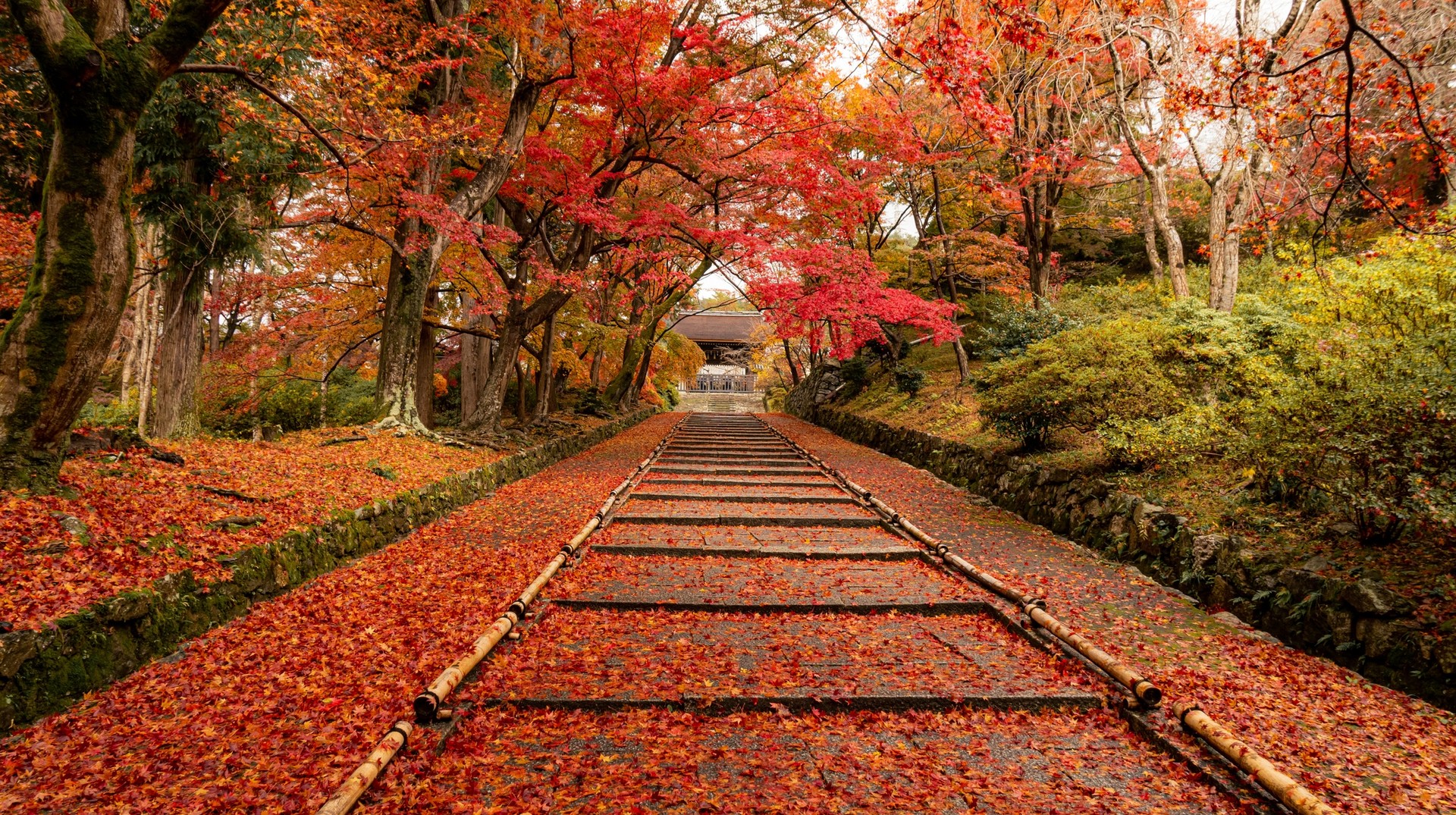 Visit Japan in November when the country is beautifully blanketed in fallen red autumn leaves. Fallen red leaves at Bishamondo, Kyoto's outskirt district during autumn.
