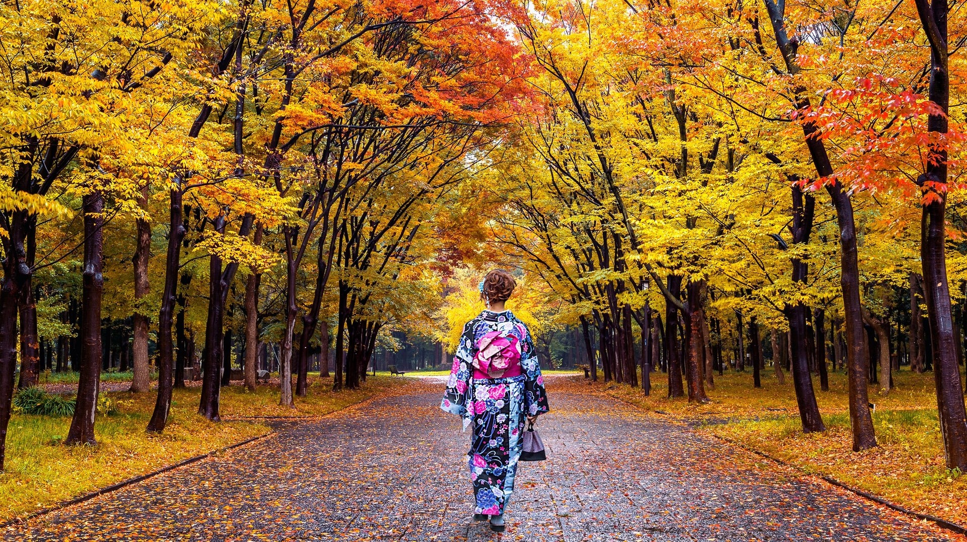 Japan in October is covered in crimson leaves which makes it perfect for outdoor walks. An Asian woman wearing a kimono in autumn park in Japan in October.