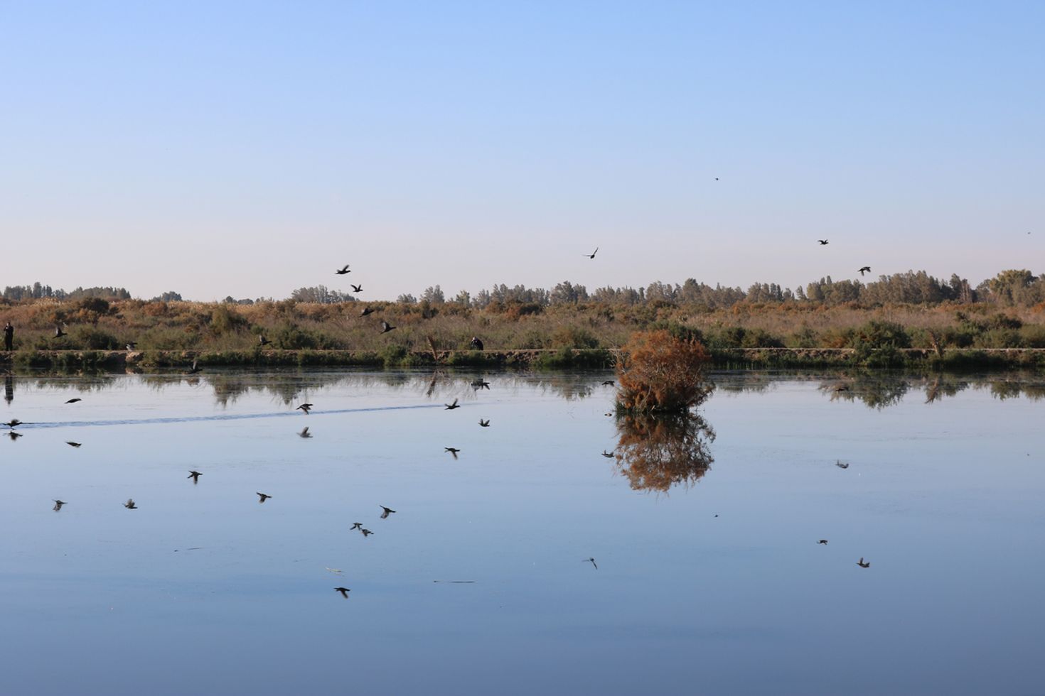 The birds immigration in the Azraq Wetland Reserve in Jordan.