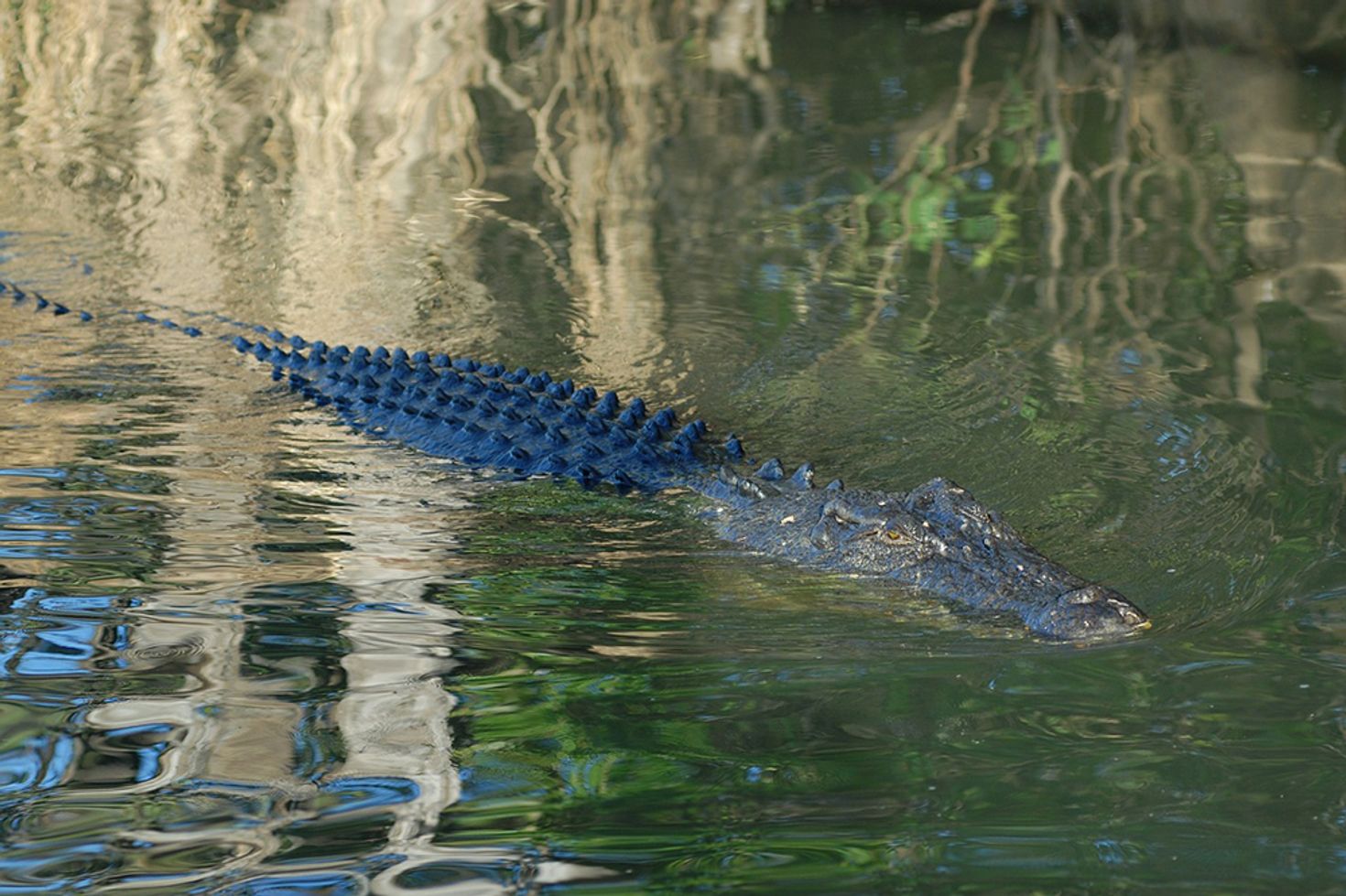 Crocs swim across the Yellow Water Billabong in Kakadu National Park