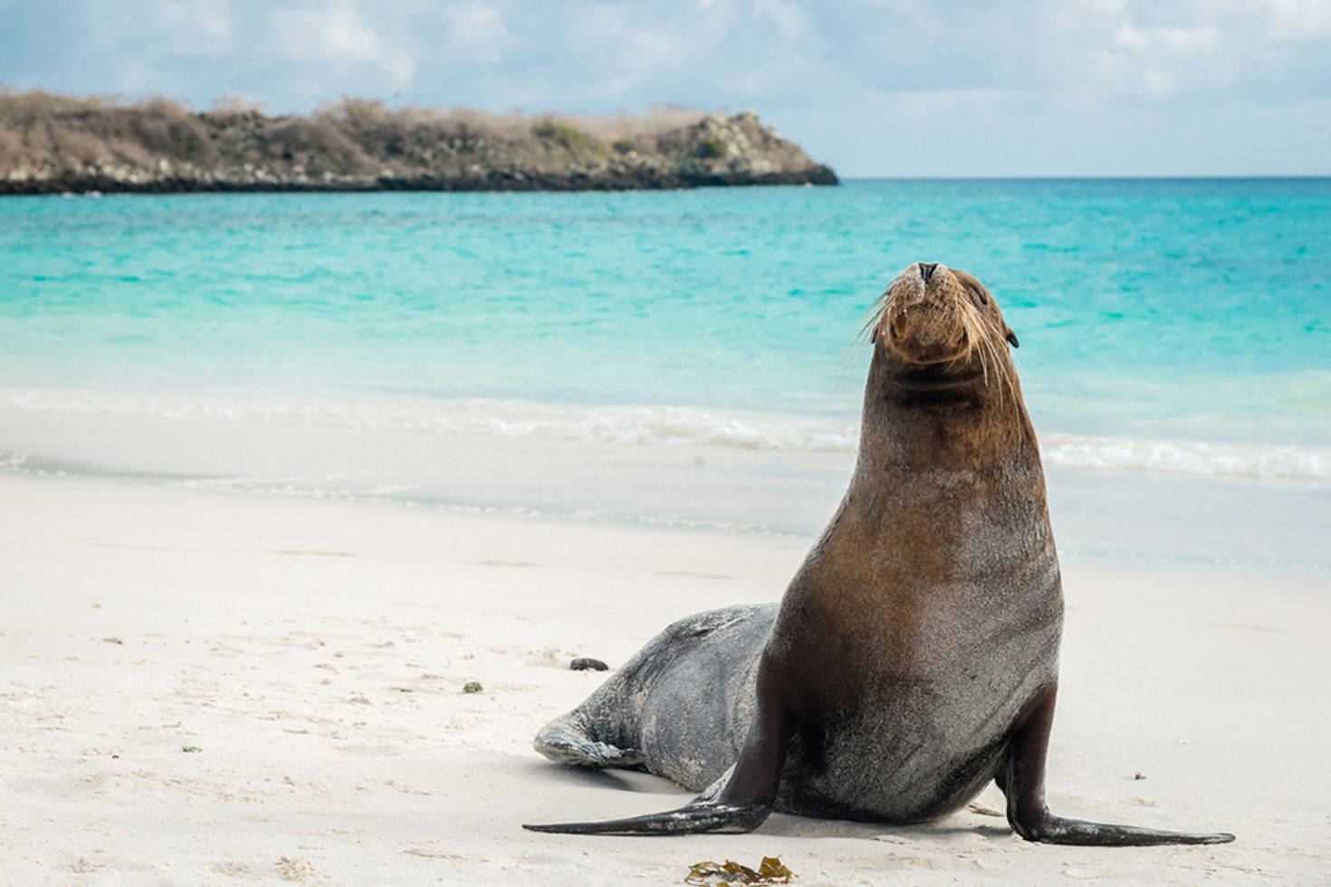 Kangaroo island has a lot of wildlife including herds of sea lions
