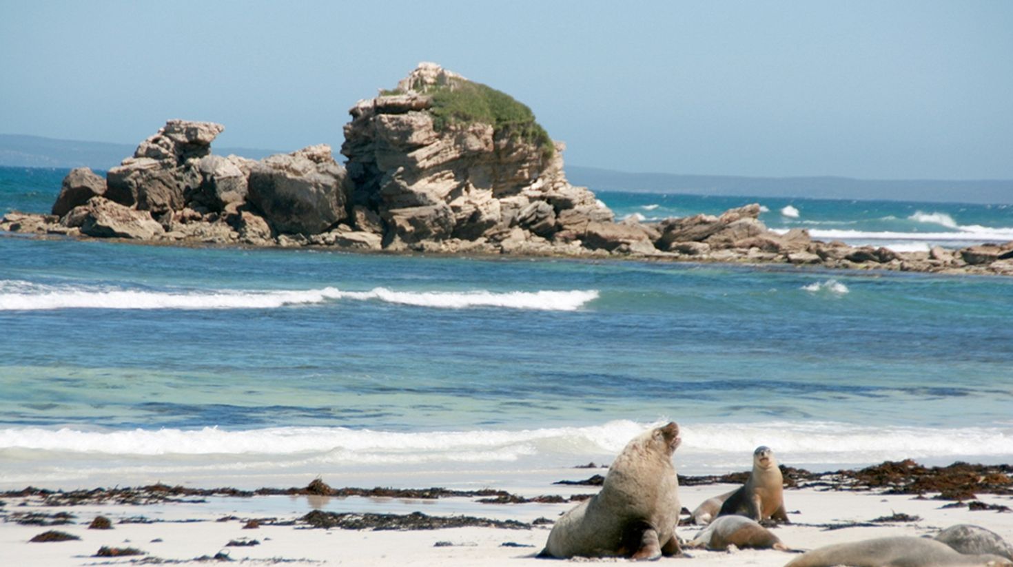 Kangaroo island is home to native fur seals, kangaroos and wallabies.
