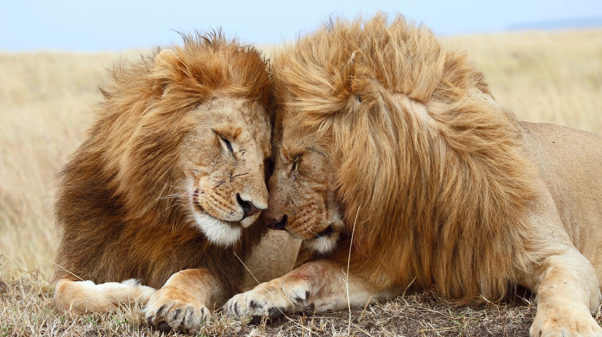 Experience the thrill of the wild as you spot majestic lions roaming freely in the iconic Maasai Mara National Reserve during your 2 weeks in Kenya. Two lions cuddling each other in Maasai Mara Reserve; 2 weeks in Kenya.
