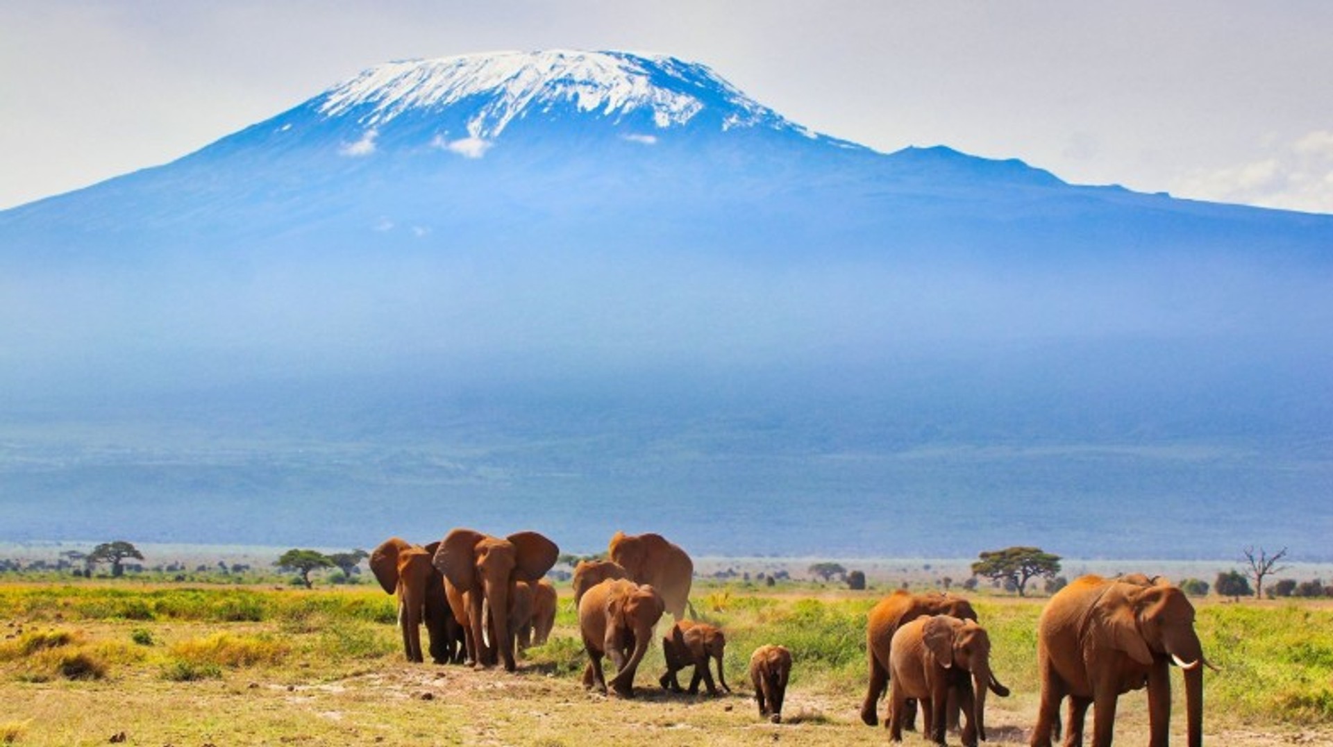 A herd of elephants in Amboseli's grassland savannah on a clear day in 6 days in Kenya.