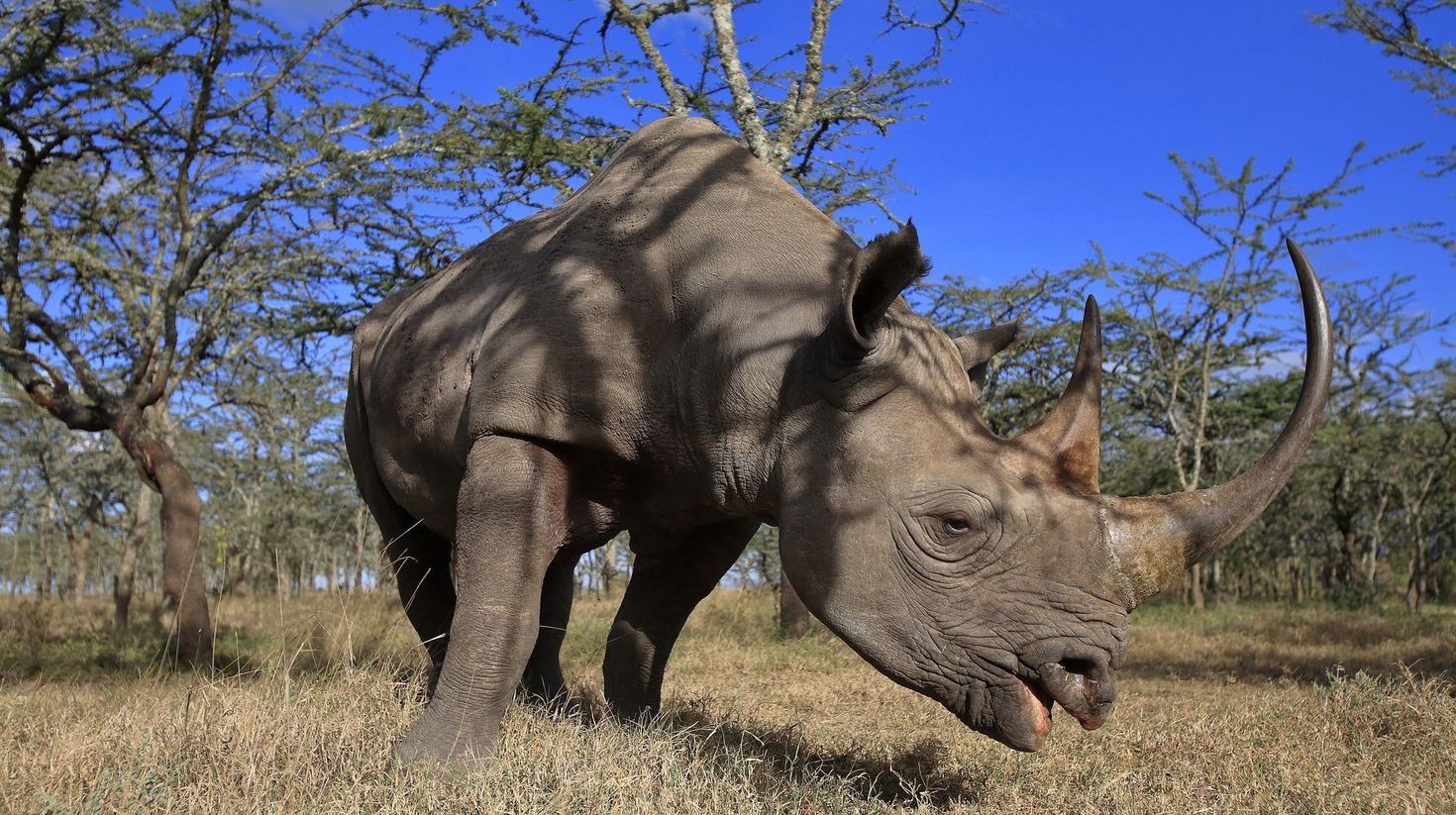 Black rhinoceros in Old Pajeta